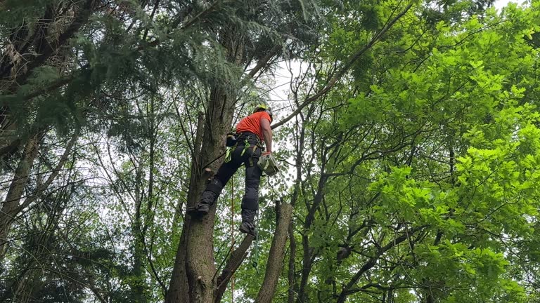 Best Tree Disease Treatment  in Holbrook, NY