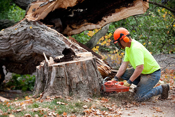 Best Tree Risk Assessment  in Holbrook, NY