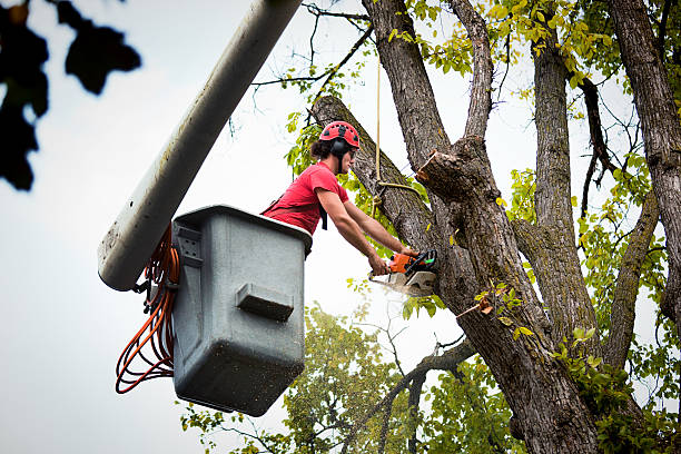 Best Seasonal Cleanup (Spring/Fall)  in Holbrook, NY