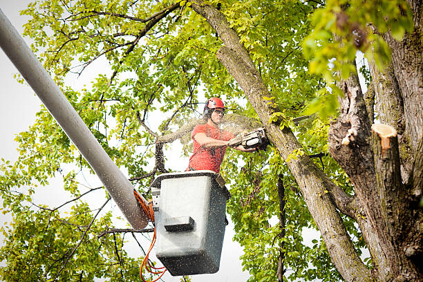 Best Tree Maintenance Programs  in Holbrook, NY